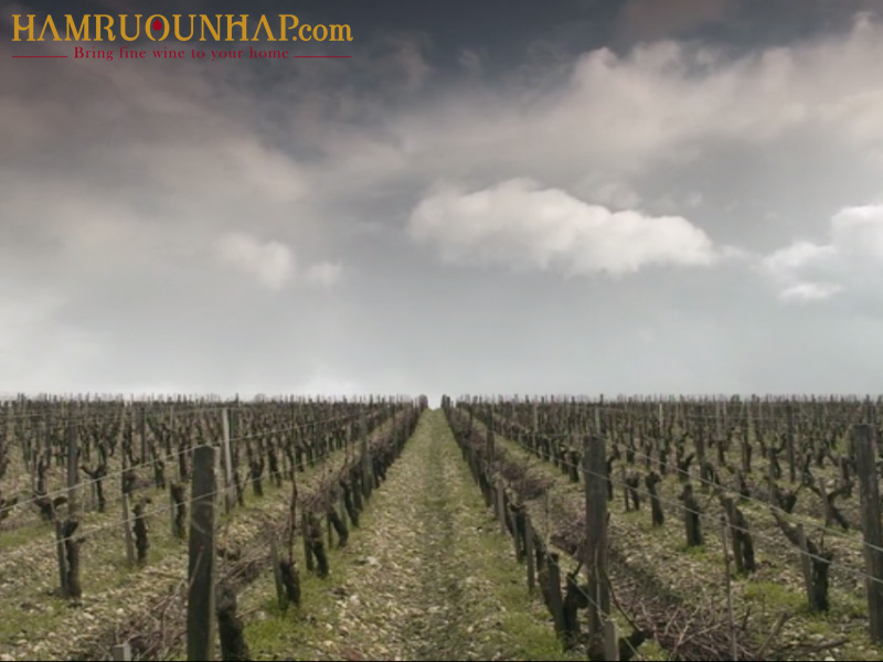 Phim về rượu vang Red Obsession Wine Movie