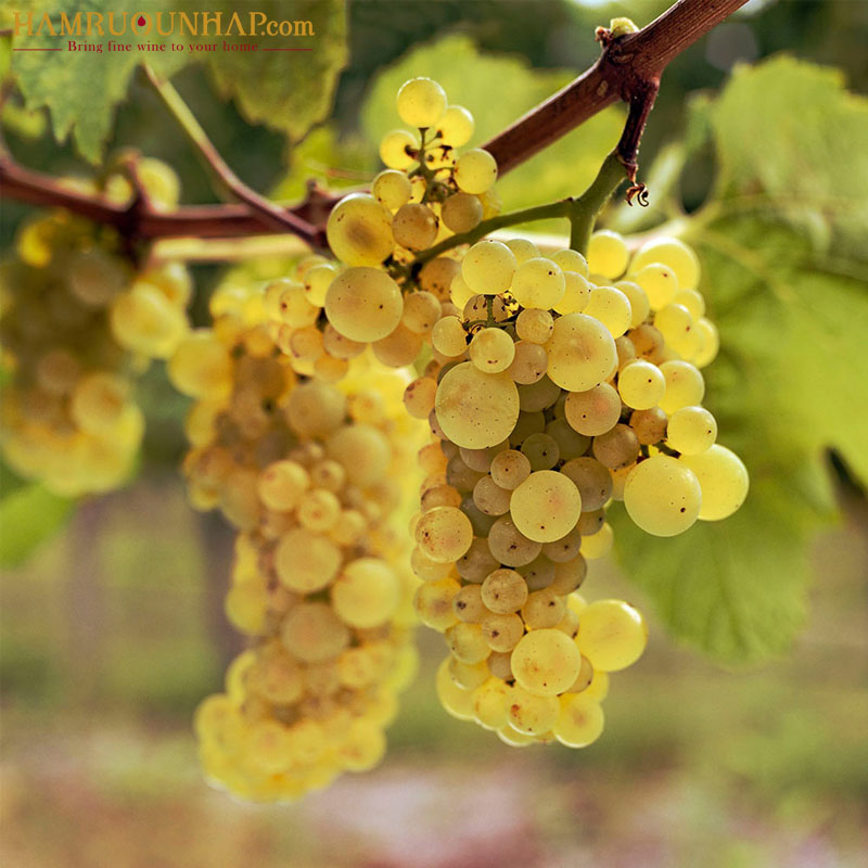 Giống nho Chardonnay