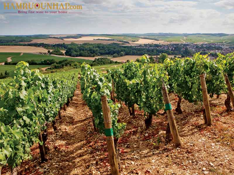 Domaine Billaud-Simon